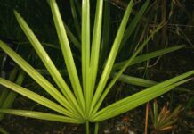 Serenoa: che cos’è, proprietà, benefici, controindicazioni