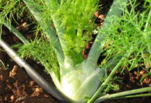 Finocchio: proprietà, benefici e controindicazioni