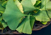 Ginkgo biloba: proprietà, uso, controindicazioni e come assumerlo