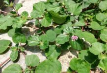 Punarnava: proprietà, etilizzi e effetti collaterali