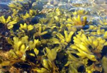 Alga bruna: proprietà, benefici, uso e controindicazioni