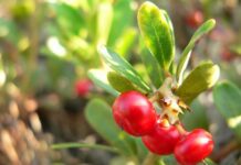 Uva Ursina: proprietà e controindicazioni, dimagranti