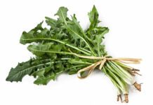 Catalogna (Cicoria Asparago): che cos’è, proprietà e benefici