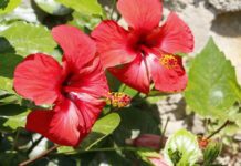 Ibisco: proprietà e benefici, caratteristiche della pianta