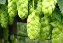 Luppolo: proprietà e rimedi naturali