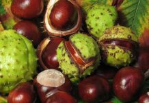 Ippocastano: proprietà, benefici, controindicazioni e descrizione