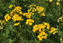 Tanaceto: che cos’è, proprietà, utilizzi e controindicazioni