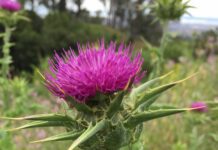 Cardo mariano: proprietà, benefici e controindicazioni