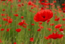 Papavero: proprietà e benefici, cos’è e dove si usa