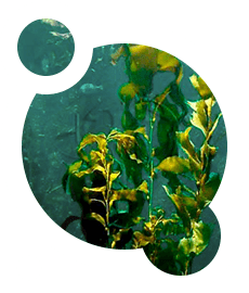 Stimola il metabolismo a livello cellulare