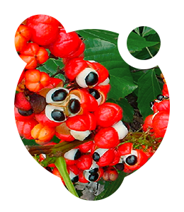  <strong>Slim4Vit</strong> 