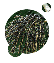 È un potente antiossidante naturale