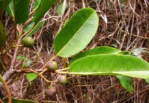 Pygeum africanum: proprietà, utilizzo, controindicazioni