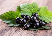 Ribes Nero: proprietà, benefici, valori nutrizionali