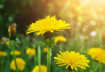 Tarassaco: che cos’è, proprietà e benefici e controindicazioni