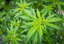 Proteine della canapa: proprietà e controindicazioni