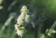 Le allergie possono essere ereditate, minimizzare il rischio