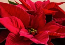 La stella di Natale: cosa sapere e il significato