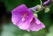 Altea: 7 proprietà, benefici e usi, controindicazioni