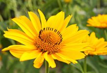 Arnica: meravigliosi benefici per la tua pelle che non ti aspetteresti