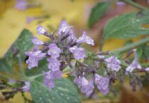 Calamintha nepeta: proprietà e benefici