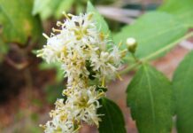 Calea zacatechichi: la pianta dei sogni