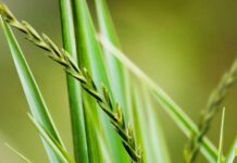 Gramigna: proprietà, benefici e possibili controindicazioni