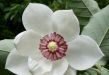 Fiori himalayani e fiori indiani