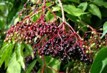 Sambuco: la storia, proprietà, benefici e controindicazioni.