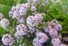 Santoreggia: proprietà, benefici, uso e controindicazioni