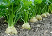 Cime di Rapa: cosa sono, proprietà, valori nutrizionali