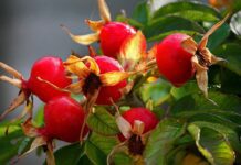 Rosa canina: proprietà, benefici e usi