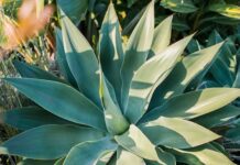 Agave: proprietà, uso, immunitarie e antinfiammatorie