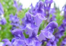 Scutellaria: 17 proprietà, usi e benefici