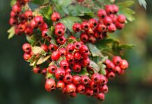 Biancospino: proprietà, benefici, uso e controindicazioni