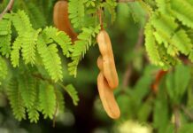 Tamarindo: proprietà, benefici e controindicazioni
