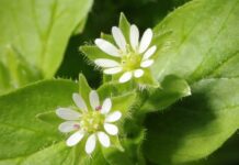 Centocchio “Stellaria media”: proprietà e benefici