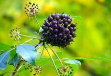 Eleuterococco: proprietà, benefici, uso e controindicazioni