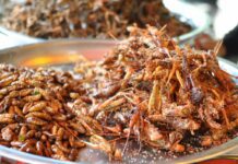 Insetti Commestibili: cosa sono, proprietà, benefici