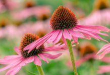 Echinacea: 5 proprietà, benefici e controindicazioni