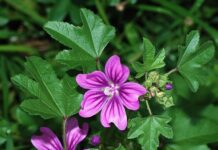 Malva: 10 proprietà, tutte le proprietà magiche di questa pianta!