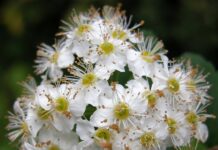 Spirea Ulmaria: proprietà, benefici e usi, ricerche scientiche