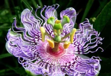 Passiflora caerulea: proprietà, benefici e coltivazione