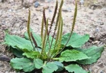 Piantaggine: proprietà, benefici, uso e controindicazioni