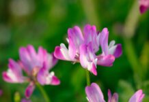 Astragalo: 6 benefici, proprietà, usi e controindicazioni