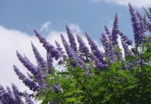 Agnocasto: proprietà, benefici e controindicazioni